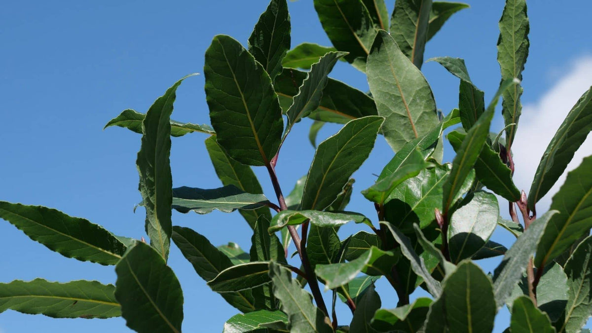 Illustration historique — BABY PLANT - Laurier Sauce (Laurus nobilis)