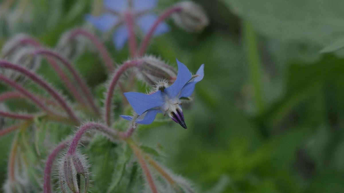 Illustration historique — GRAINES - Bourrache officinale (Borago officinalis)
