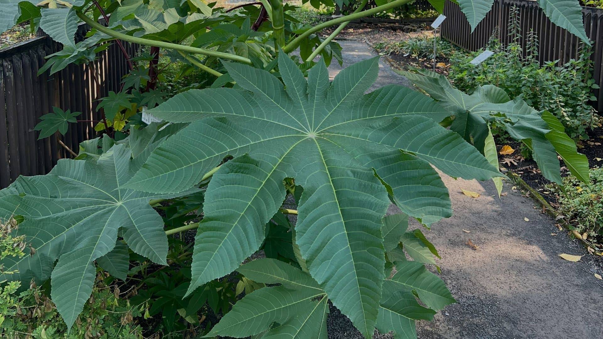 Illustration historique — Ricin Commun (Ricinus communis)