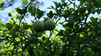 Citronnier épineux (Citrus trifoliata) — photo 3