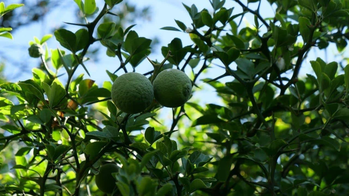 Citronnier épineux — Graines ou plant