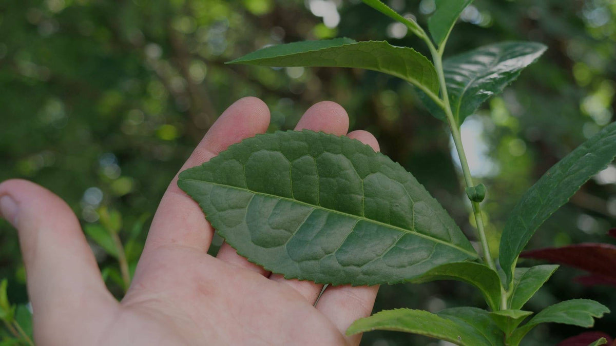 Illustration historique — GRAINES - Théier / Thé véritable (Camellia sinensis)