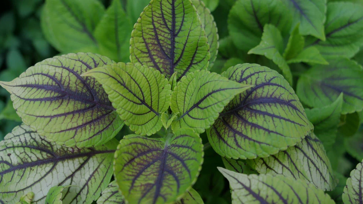 Illustration historique — PLANT - Coleus 'Caipirinha' (Coleus blumei)
