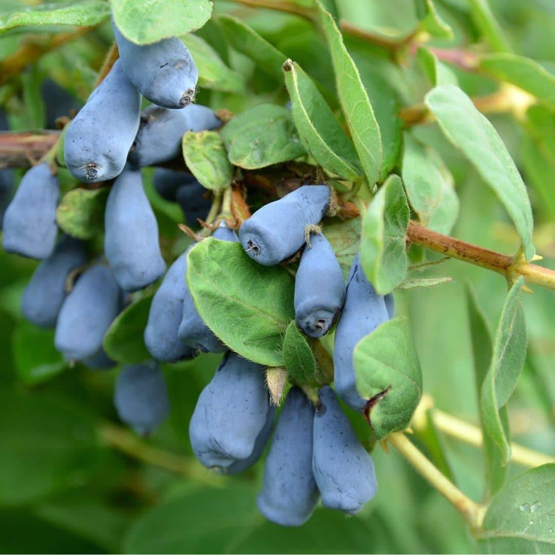 Illustration historique — PLANT - Myrtille de Sibérie (Lonicera kamtschatica)