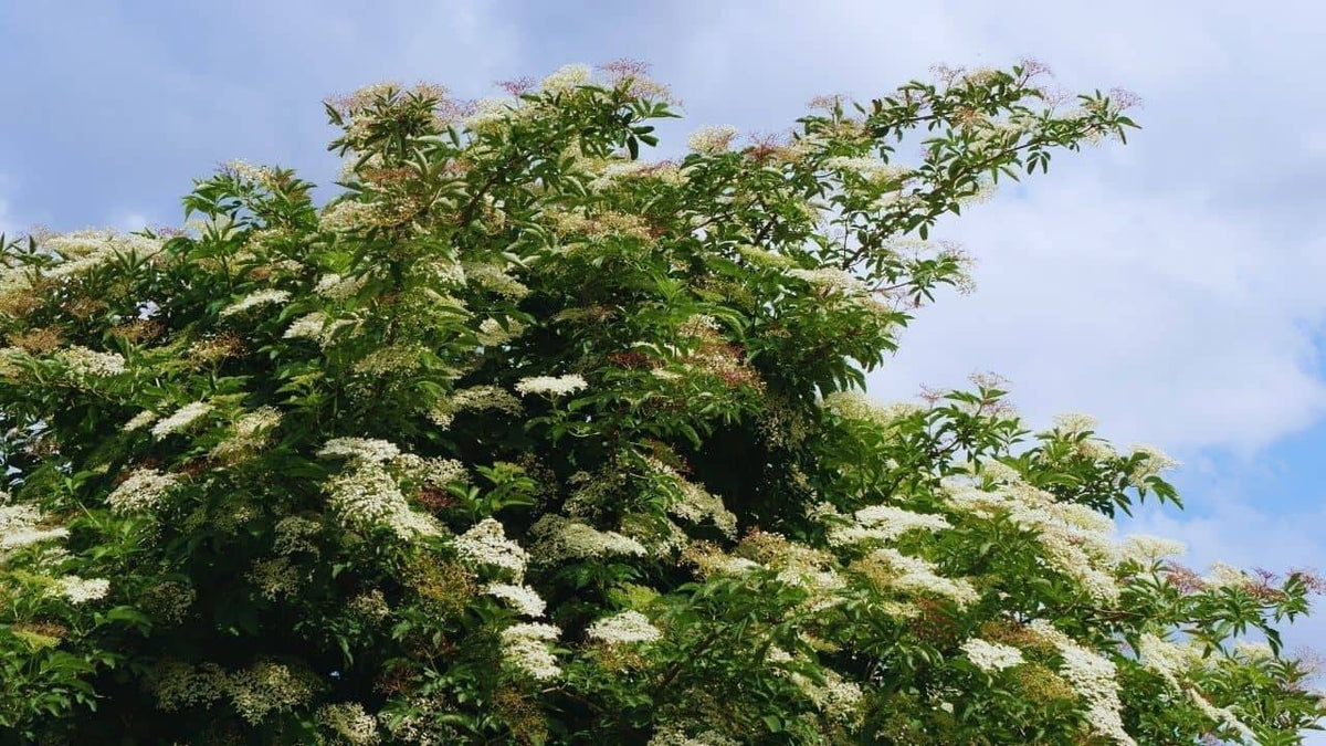 Illustration historique — PLANT - Sureau Noir (Sambucus nigra)
