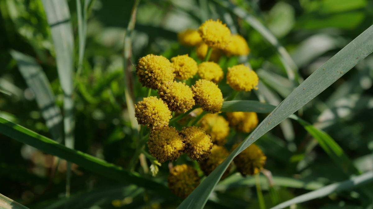 Illustration historique — PLANT - Tanaisie Vulgaire (Tanacetum vulgaris)