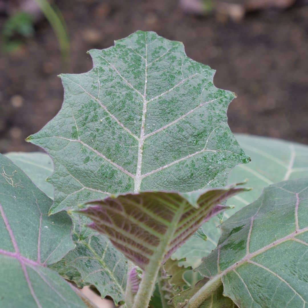 Illustration historique — GRAINES de Narangille (Solanum quitoense)