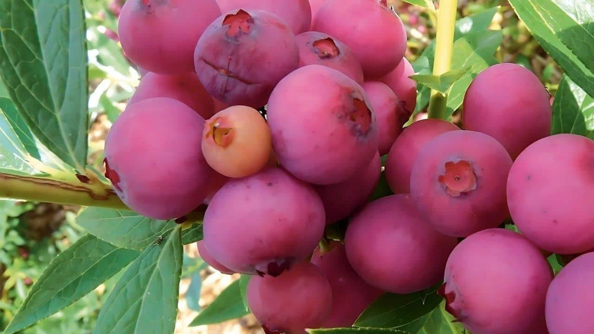 Illustration historique — PLANT - Myrtille rose 'Vaccinium corymbosum 'Pink Lemonade')