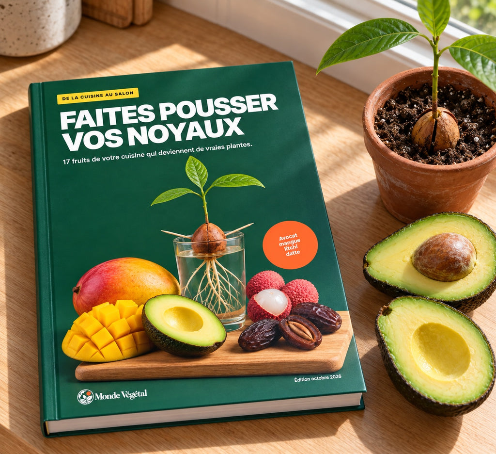 Ebook « Faites pousser vos noyaux » imprimé, posé près d’une fenêtre à côté d’un avocat coupé et d’un jeune avocatier en pot