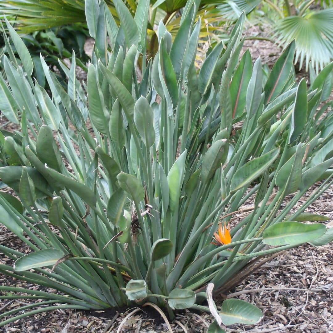 oiseau de paradis fleurs tropicales pour véranda monde vegetal 
