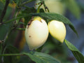 Fruits de pépino sur la plante (Solanum muricatum)