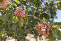 Grappes de pistaches roses sur un pistachier (Pistacia vera)