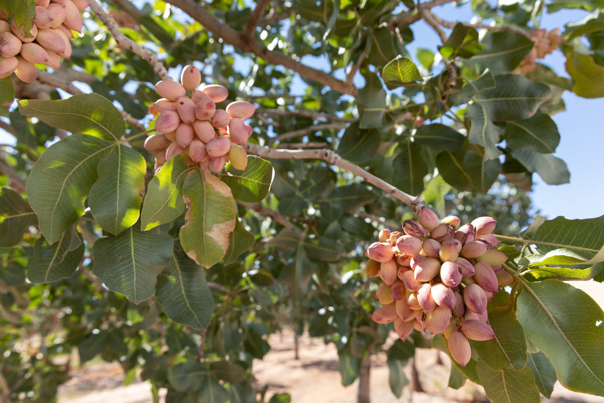 Grappes de pistaches roses sur un pistachier (Pistacia vera)