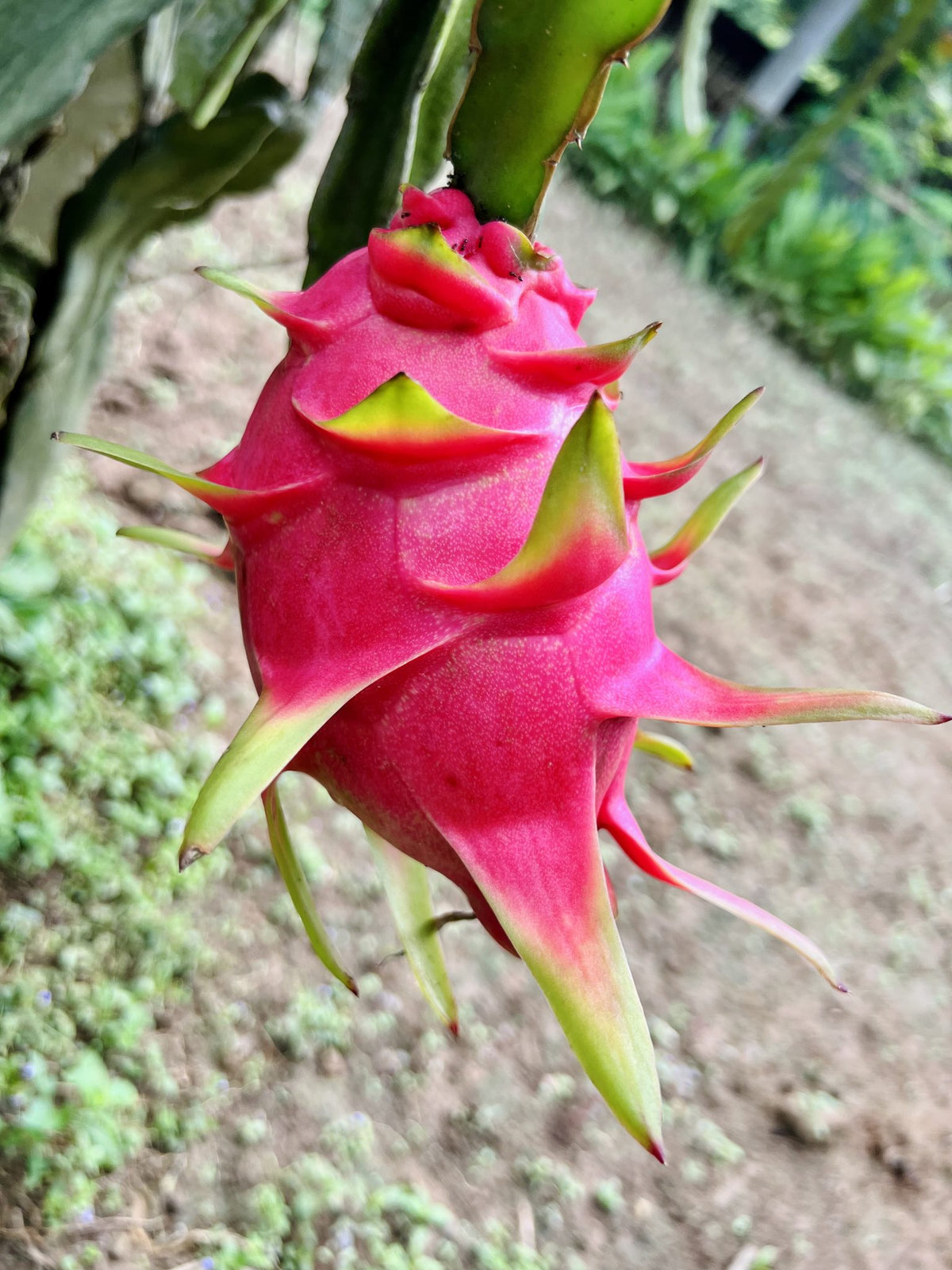 Fruit du dragon rose sur la plante (Selenicereus undatus)