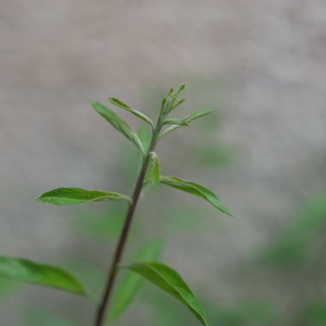 plant Aloysia polystachia à cultiver en pot ou en pleine terre