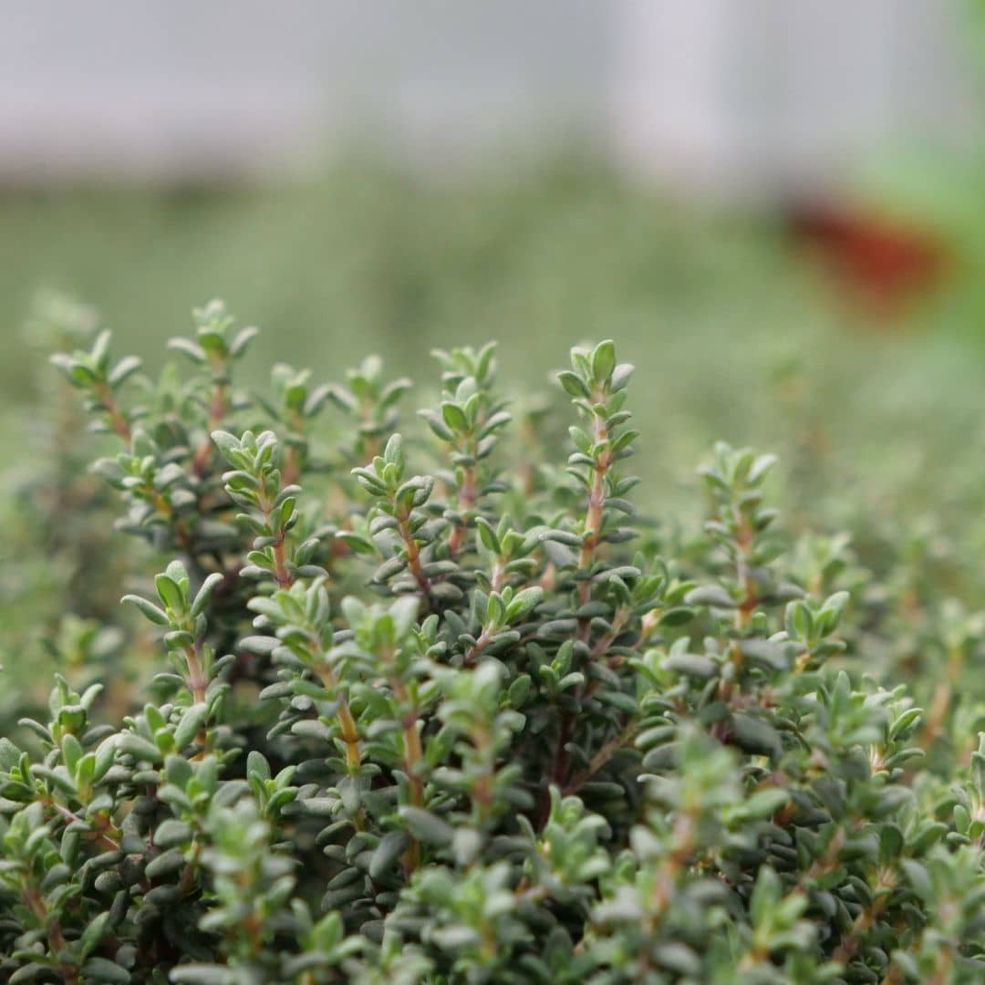 plant Thym commun Thymus vulgaris comment cultiver et planter