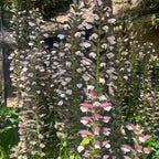 plant acanthe à feuilles molles à planter monde vegetal