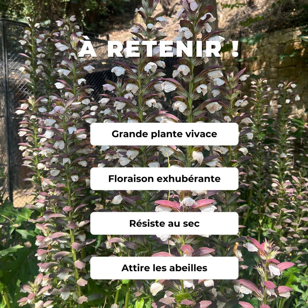 plant acanthe à feuilles molles à planter monde vegetal acanthus mollis