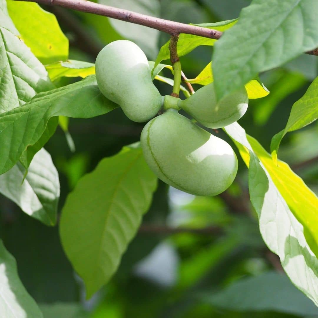 plant asiminier paw paw mangue du canada a planter et cultiver avec monde vegetal