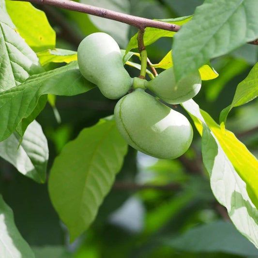 plant asiminier paw paw mangue du canada a planter et cultiver avec monde vegetal