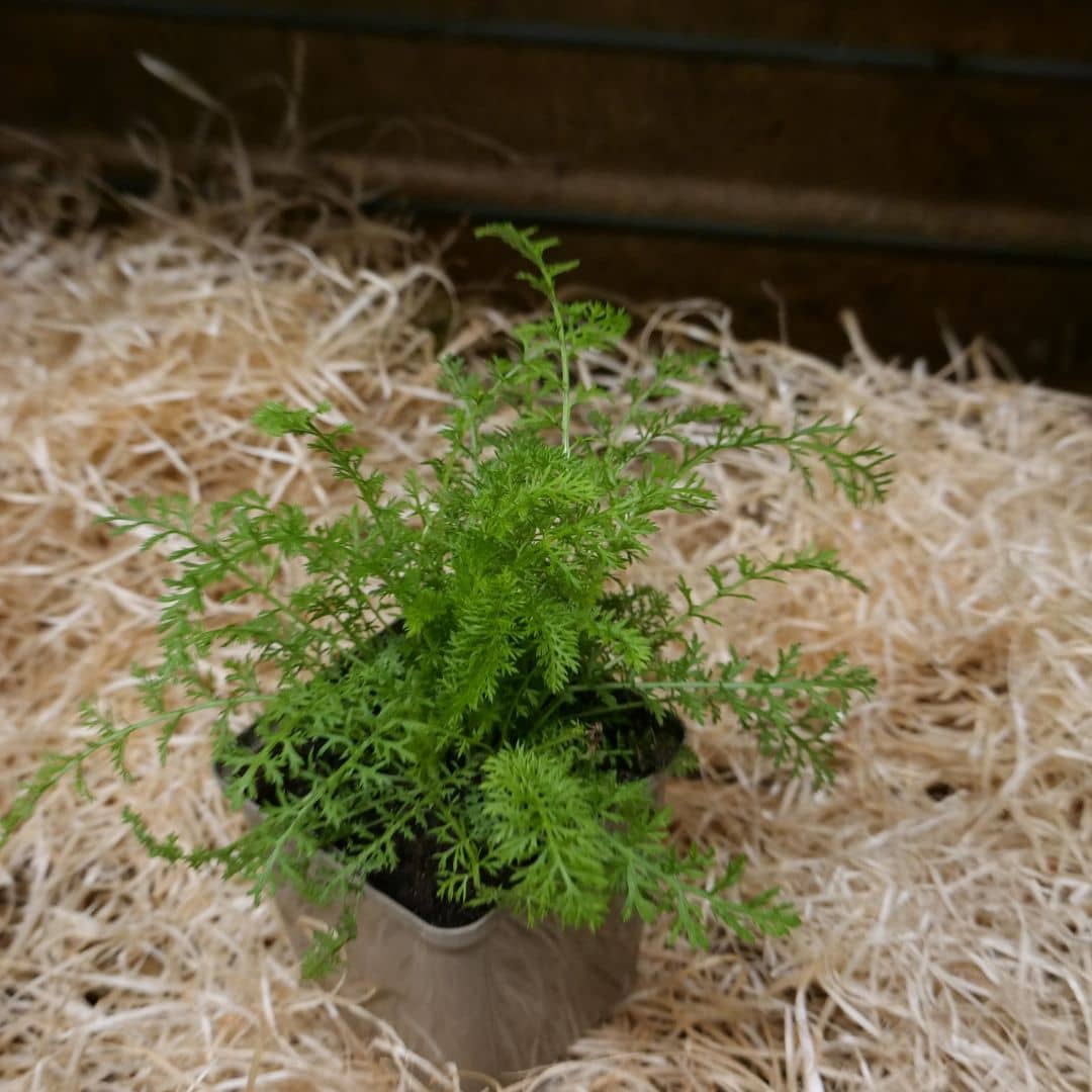 plant d'achillée millefeuille achillea millefolium en pot godet à planter