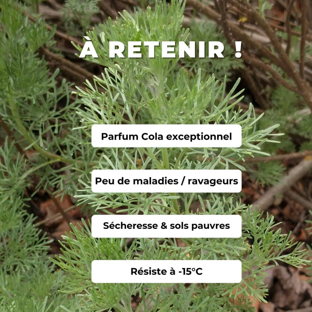 plant d'armoise cola à planter et cultiver au jardin plantes aromatiques rares artemisia abrotanum