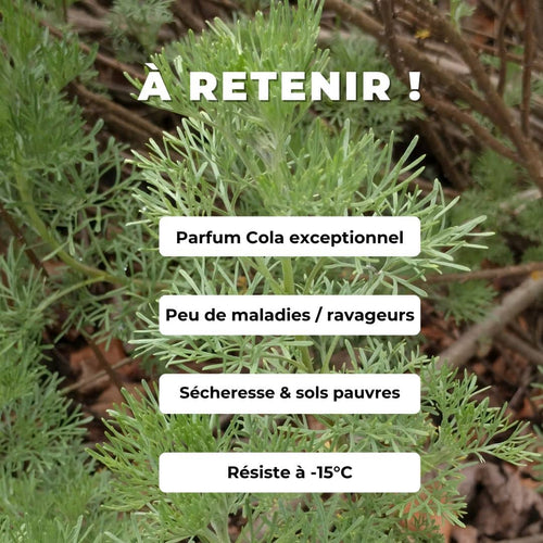 plant d'armoise cola à planter et cultiver au jardin plantes aromatiques rares artemisia abrotanum