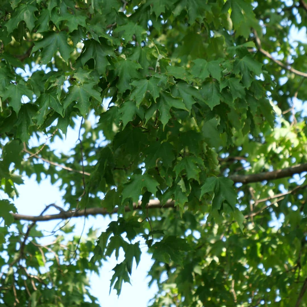plant d'érable à sucre à planter et cultiver en terre