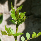 plant de Poivrier du Sichuan Zanthoxylum piperitum pour cultiver le poivre du sichuan