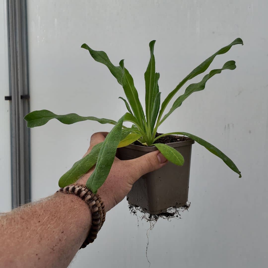 plant de centaurea jacea plante sauvage à fleurs roses résistante au sec utile au jardin pour les pollinisteurs