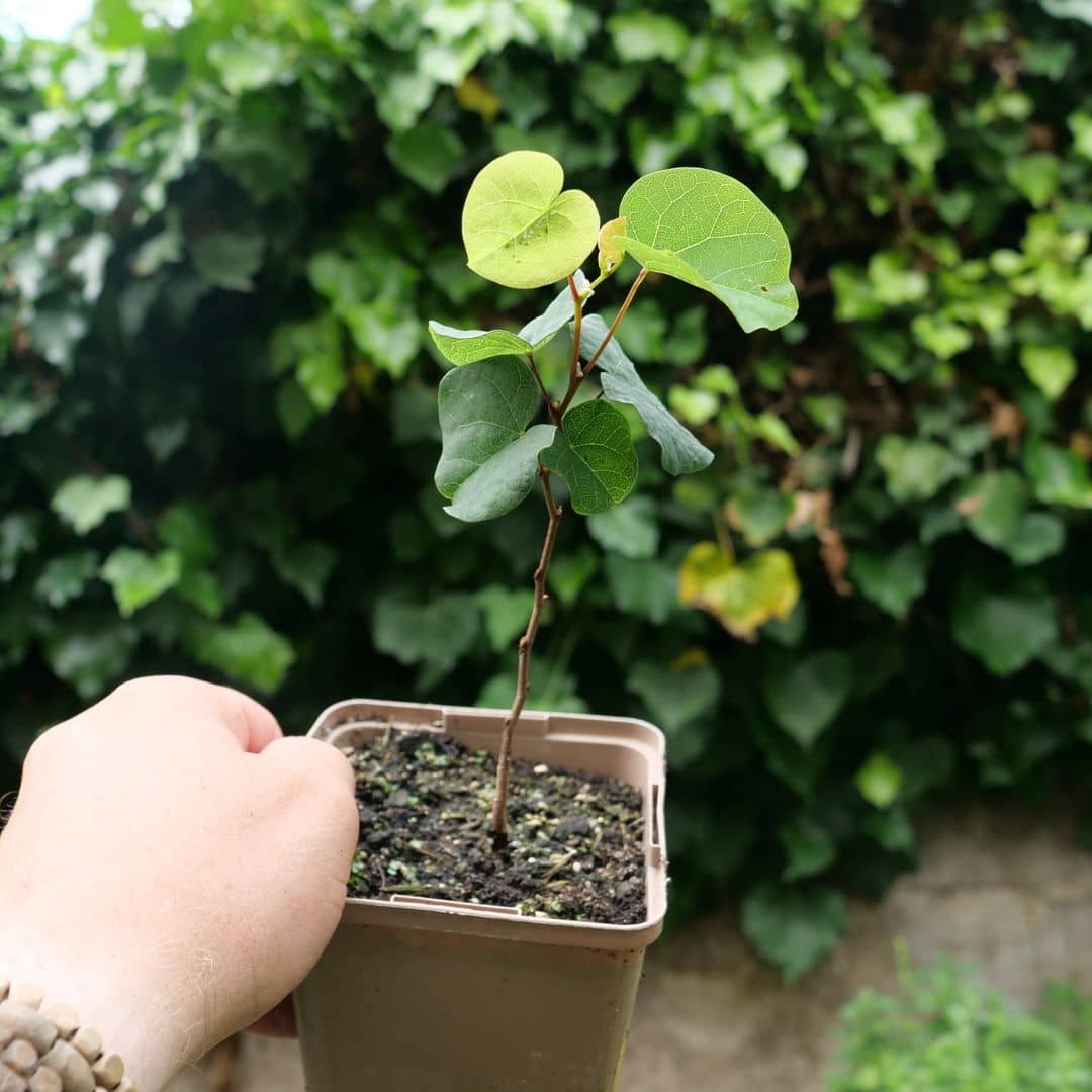 plant de cercis canadensis gainier du canada à cultiver avec monde vegetal