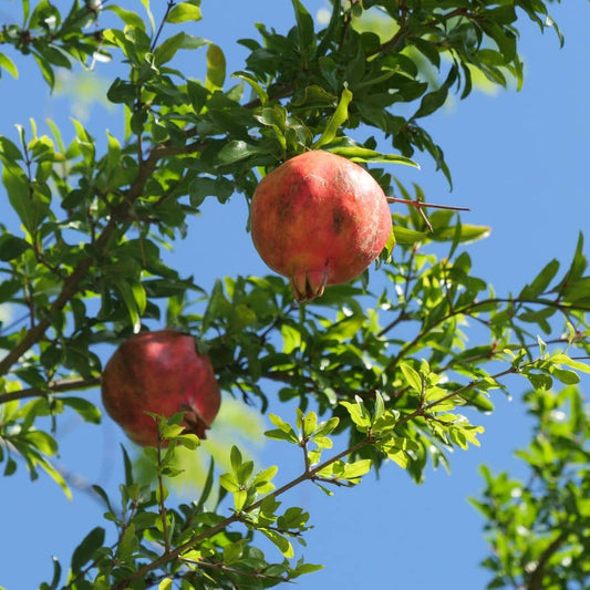 plant de grenadier à fruits punica granatum 5 Litres monde végétal