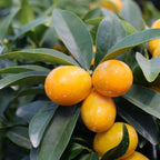 plant de kumquat Citrus japonica Fortunella japonica agrume japonais rustique
