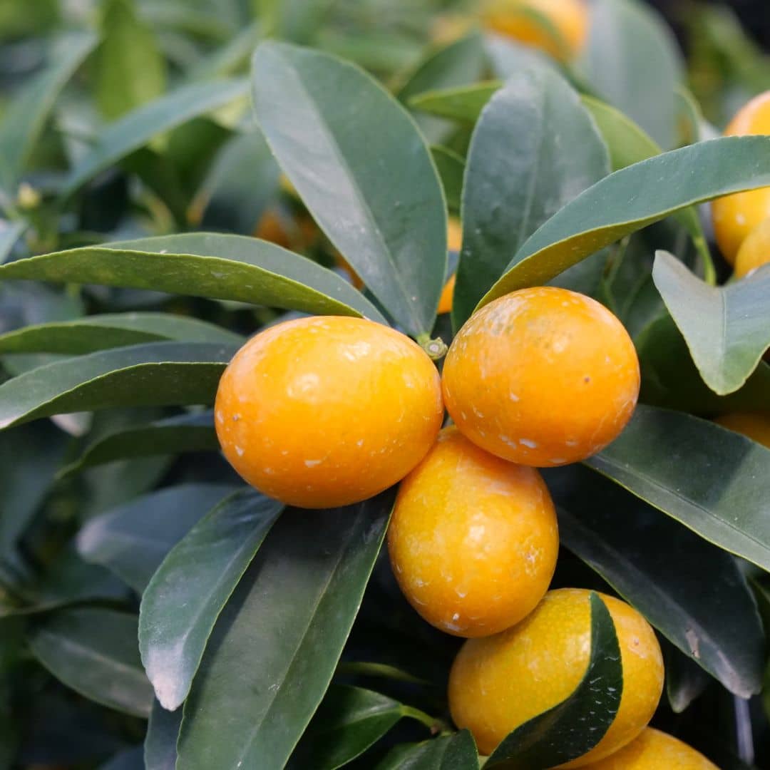 plant de kumquat Citrus japonica Fortunella japonica agrume japonais rustique