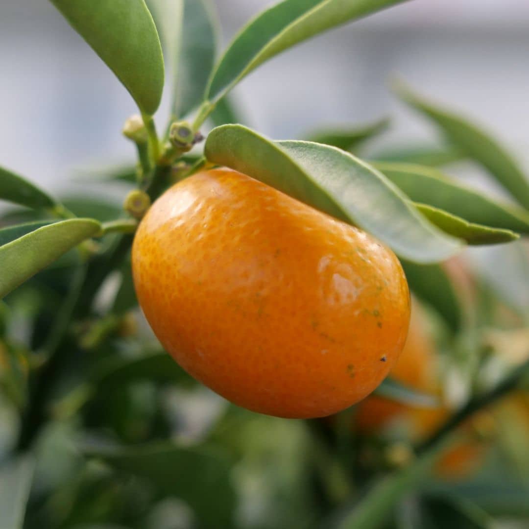 plant de kumquat comment cultiver cet agrume en pot