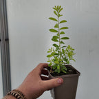 plant de melaleuca nesophila en pot à cultiver pour une terrasse plein sud plein soleil ou en serre et véranda