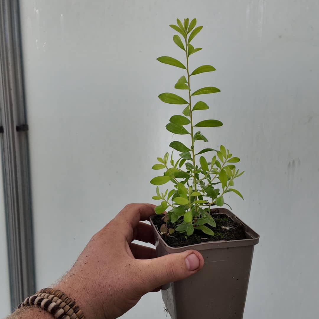 plant de melaleuca nesophila en pot à cultiver pour une terrasse plein sud plein soleil ou en serre et véranda