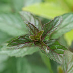 plant de mentha piperita à planter pour son parfum puissant