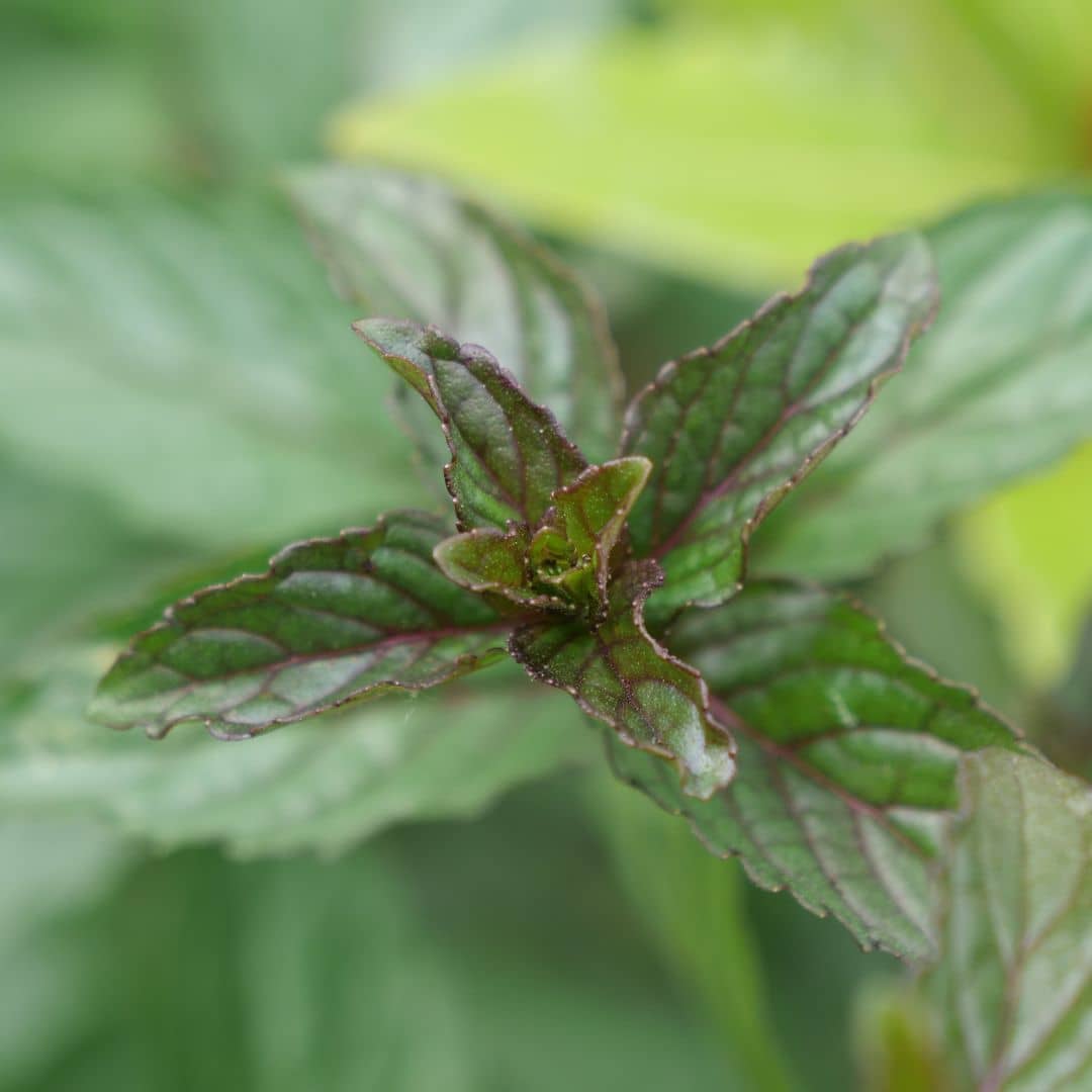 plant de mentha piperita à planter pour son parfum puissant