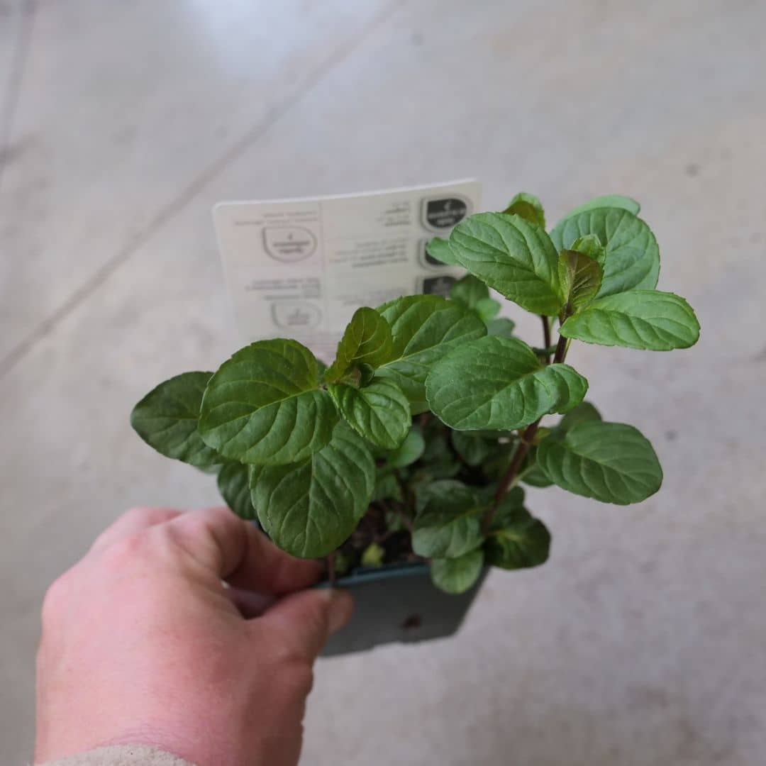 plant de menthe à la saveur d'orange bergamote plantes aromatiques rares