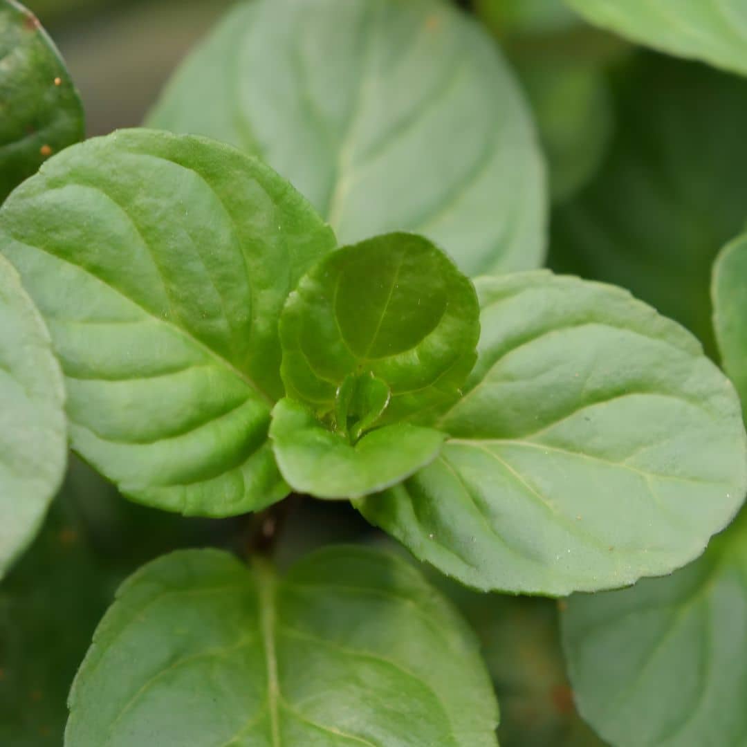 plant de menthe bergamote une des variétés de menthes rares