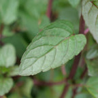 plant de menthe poivrée une variété de menthe au parfum très puissant