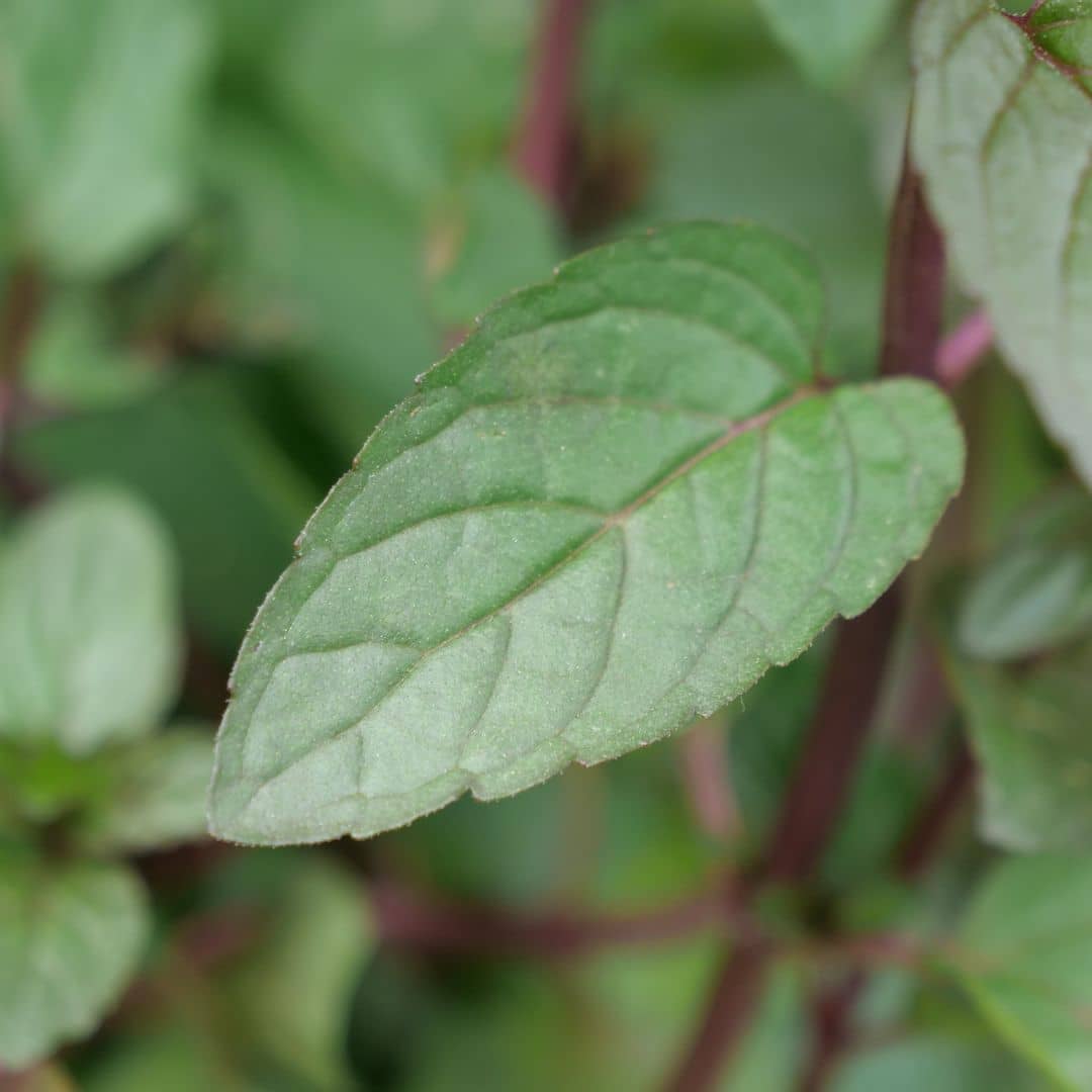 plant de menthe poivrée une variété de menthe au parfum très puissant