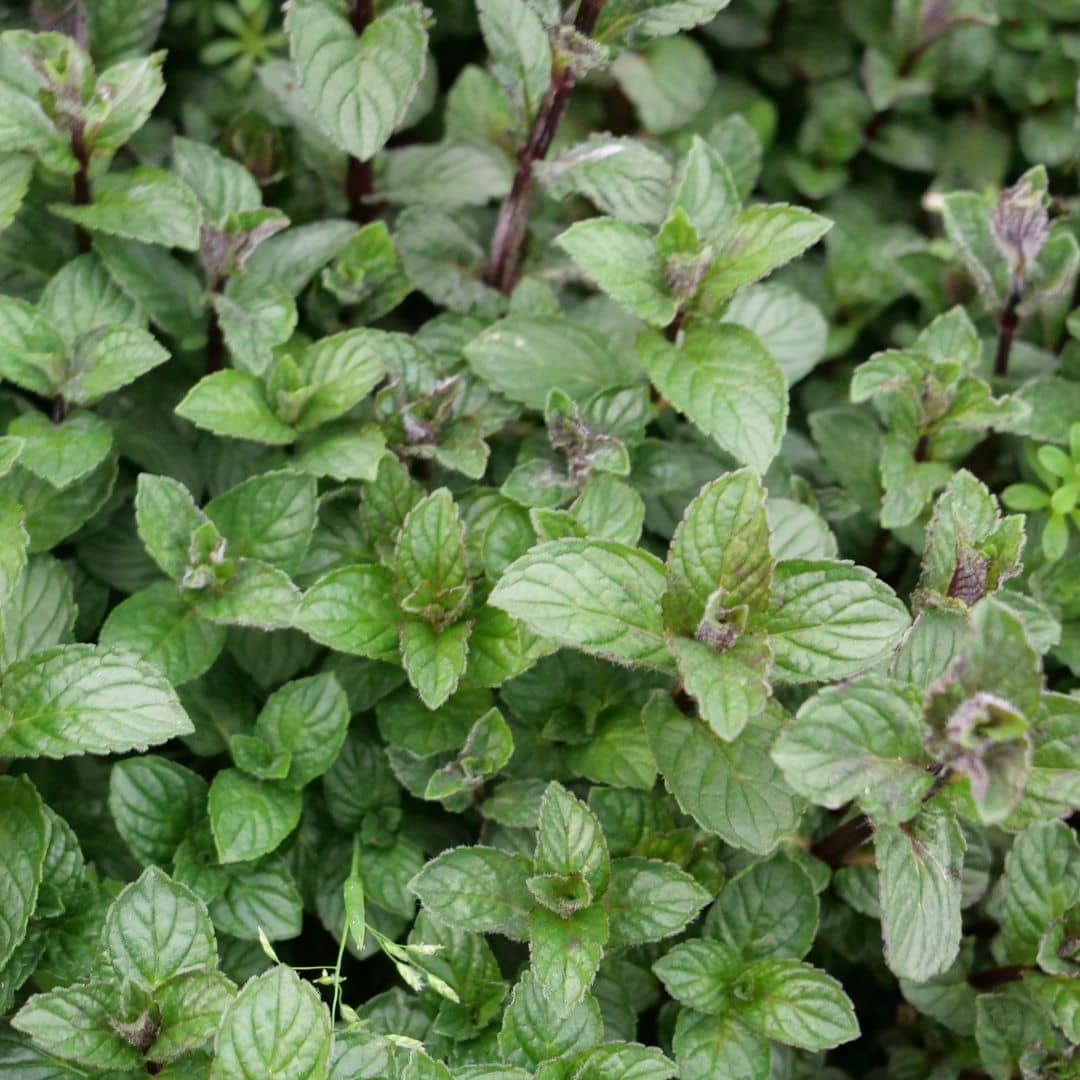 plant de menthe poivréee mentha piperita comment planter et cultiver