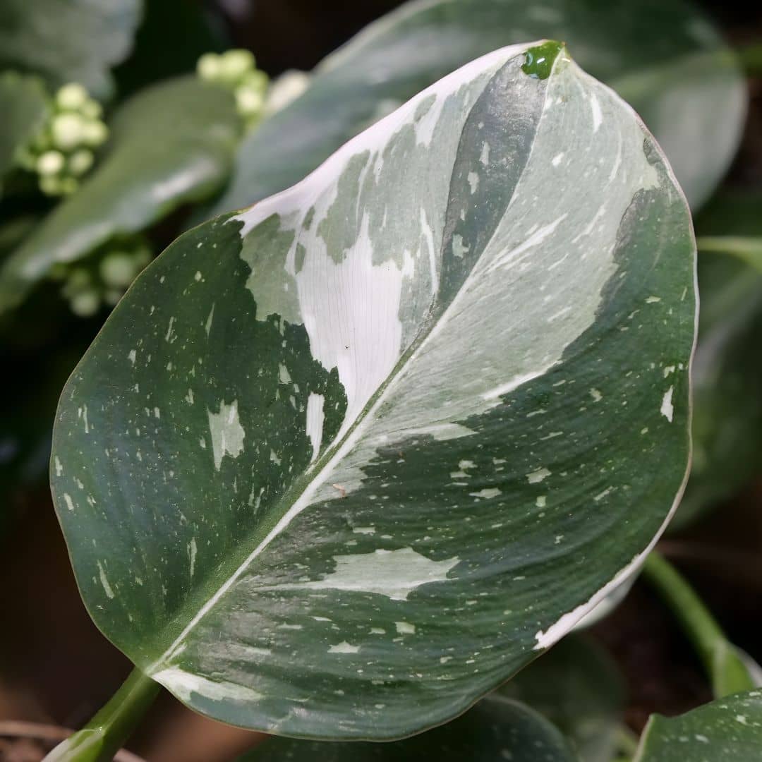 plant de philodendron white princess variété rare de plante d'intérieur