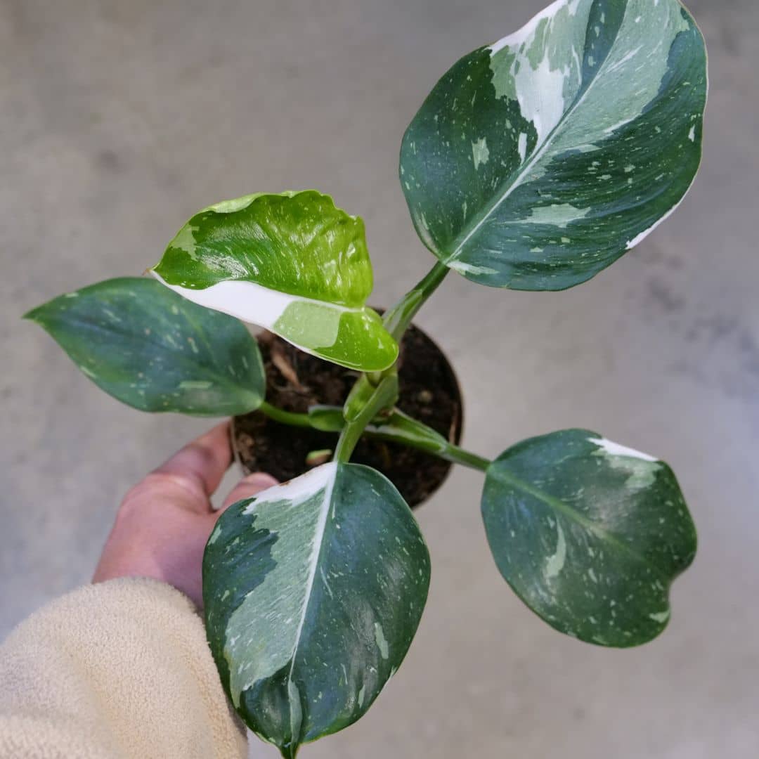 plant de philodendron white princess variété rare de plante d'intérieur comment le cultiver à la maison