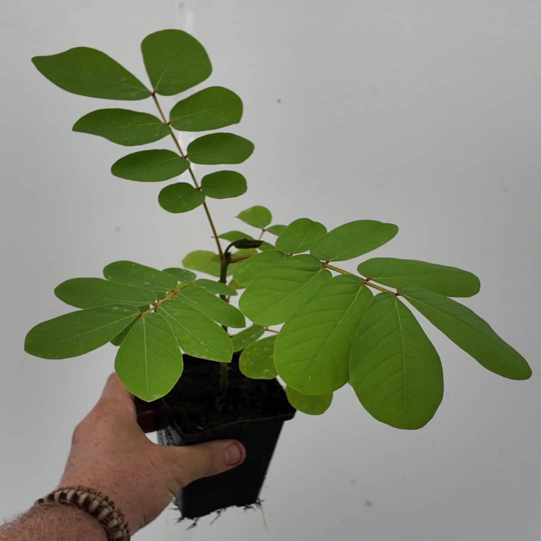 plant de senna alata dartrier à cultiver avec monde vegetal
