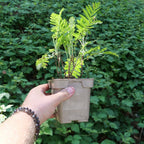 plant de tanaisie commune à planter au jardin avec les conseils de culture de monde vegetal