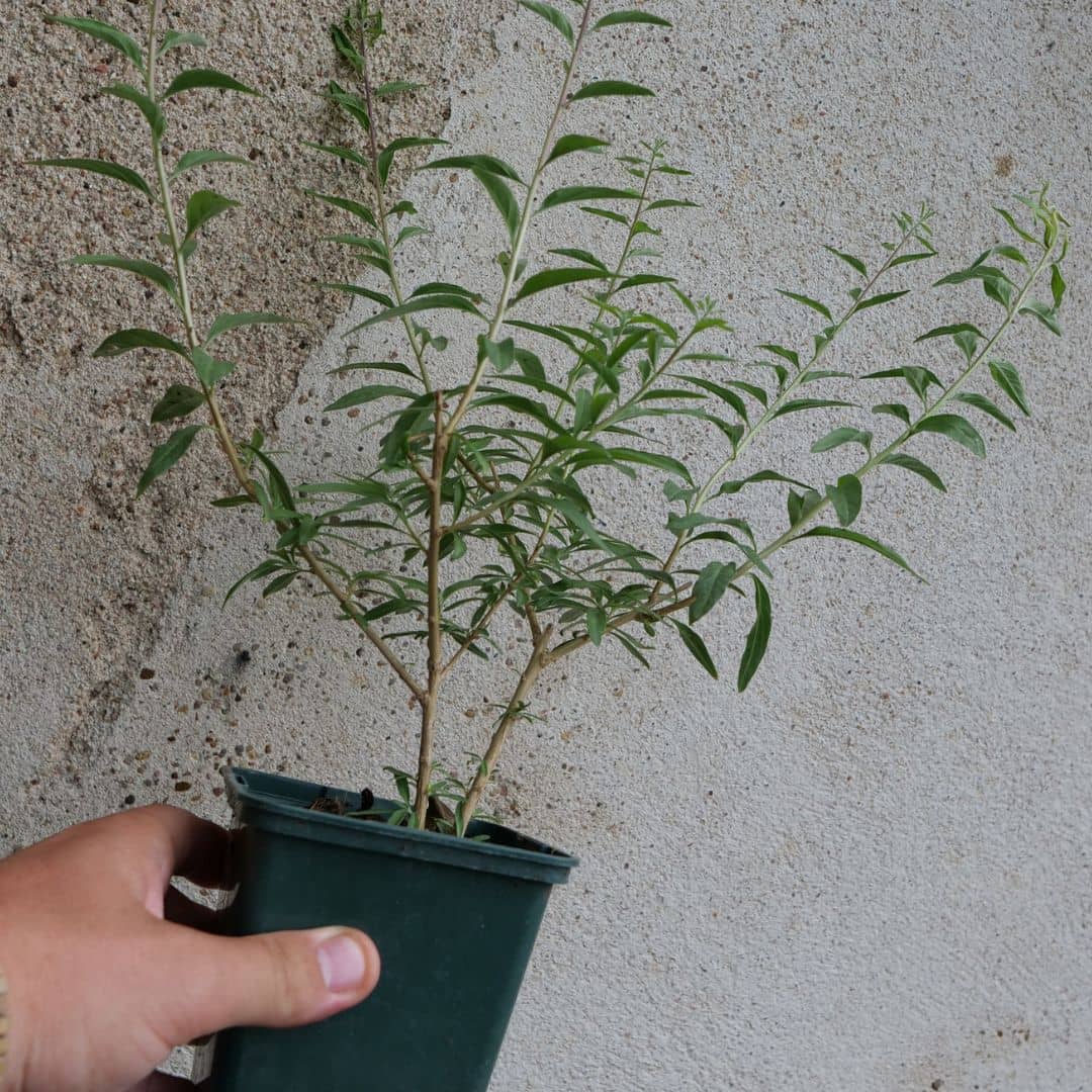 plant de verveine mentholée d'argentine  Aloysia polystachia comment planter et cultiver