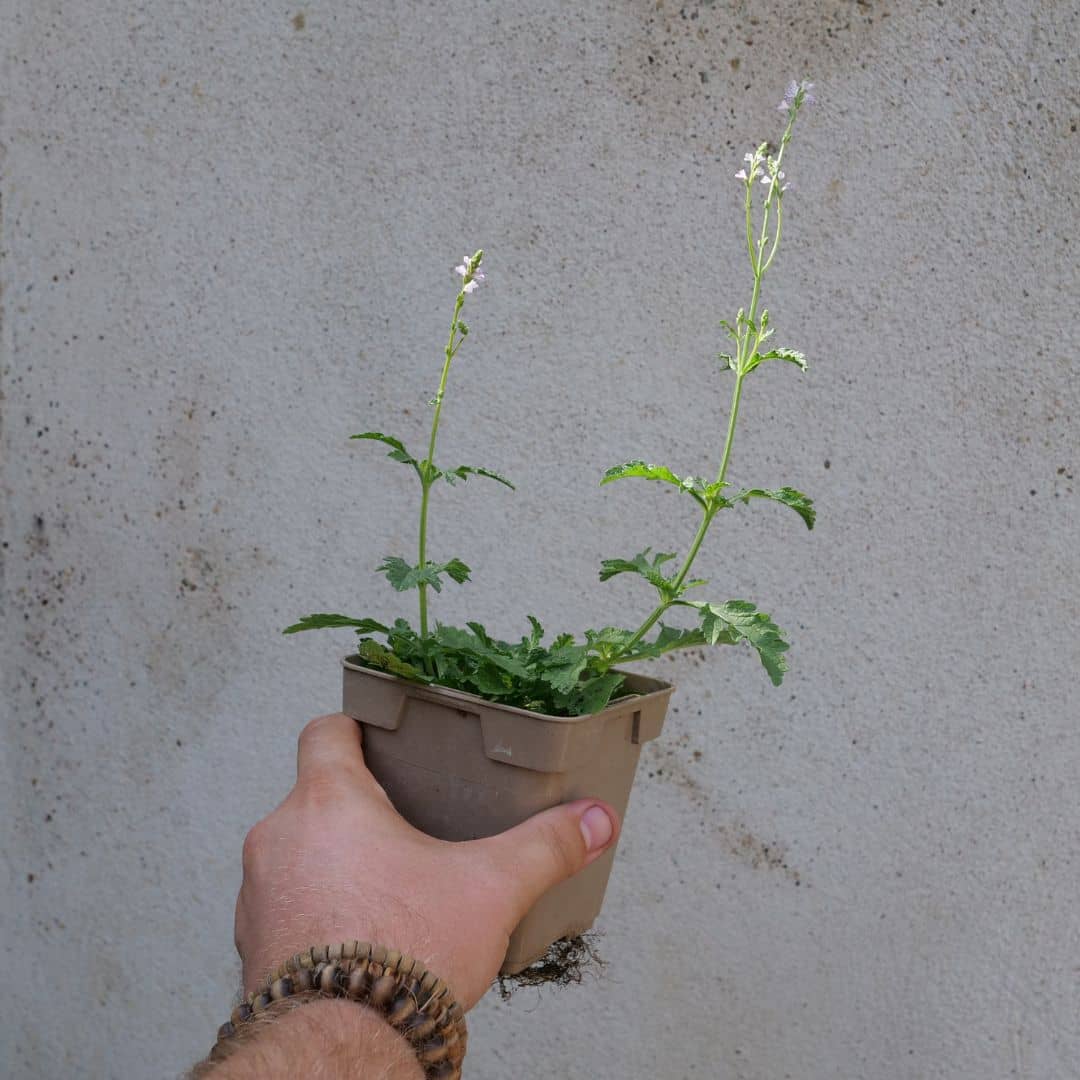 GRAINES & PLANTS de Verveine Officinale (Verbena officinalis)